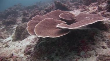 Eşsiz deniz manzarası manzaraları içinde berrak su Maldivler deniz.