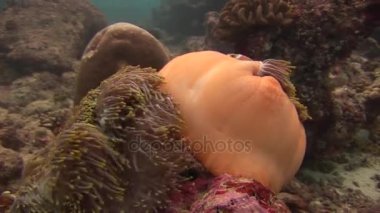 Su altında kapalı anemone ve palyaço balığı yaban hayatı Maldivler deniz yatağı üzerinde kapat.