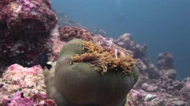 Su altında kapalı anemone ve palyaço balığı yaban hayatı Maldivler deniz yatağı üzerinde kapat.