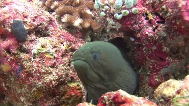 Moray anguila sobre fondo colorido coral bajo el agua en el mar de Maldivas . — Vídeos de Stock