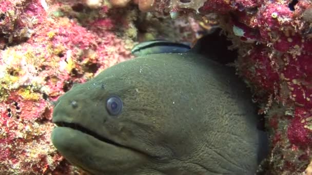 Moray anguille sur fond corail coloré sous-marin dans la mer des Maldives . — Video