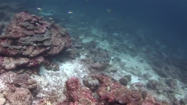 Arrecife de tiburón blanco sobre fondo coloridos corales bajo el agua en el mar de Maldivas . — Vídeo de stock