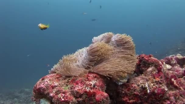 Анемон и рыбы-клоуны под водой на морском дне дикой природы Мальдив . — стоковое видео