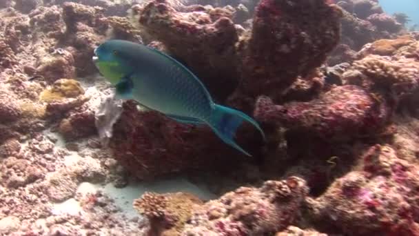 Fische auf Hintergrund bunte Korallen unter Wasser im Meer der Malediven. — Stockvideo