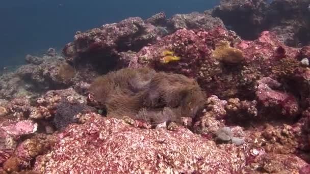 Anemone en anemoonvis onderwater op zeebodem fauna Maldiven. — Stockvideo