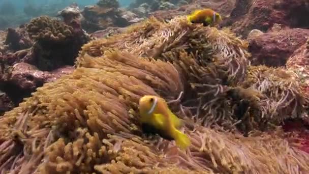 Anémona y pez payaso bajo el agua en el fondo marino de la vida silvestre Maldivas . — Vídeo de stock