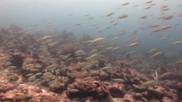 Escuela de peces sobre fondo coloridos corales bajo el agua en el mar de Maldivas . — Vídeo de stock