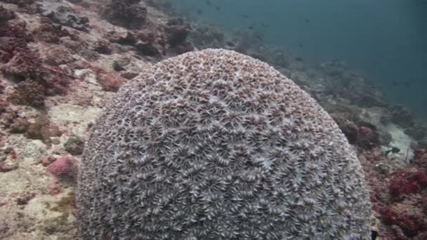 在马尔代夫海水下球珊瑚. — 图库视频影像