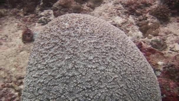 Bola de corales bajo el agua en el mar de Maldivas . — Vídeo de stock