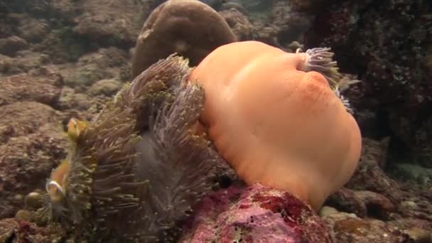 Anêmona fechada e peixes-palhaço se fecham debaixo d 'água no fundo do mar de animais selvagens Maldivas . — Vídeo de Stock