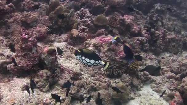 Ecole de poissons noirs sur fond de coraux sous-marins en mer des Maldives . — Video