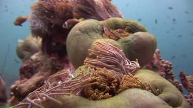 Anemon çiçeği ve palyaço balığı su altında yaban hayatı Maldivler deniz yatağı üzerinde kapat.