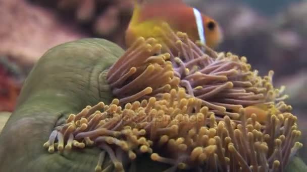 Anemone e pesci pagliaccio da vicino sott'acqua sui fondali della fauna selvatica Maldive . — Video Stock