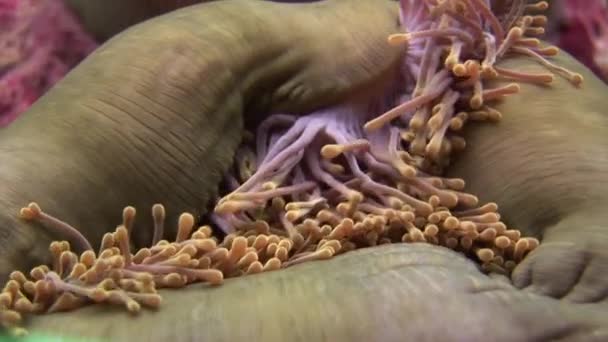 クマノミとクマノミをクローズ アップ水中野生動物モルディブの海底. — ストック動画