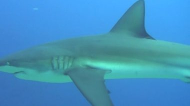 Arka plan sualtı manzara Galapagos Adaları deniz içinde büyük köpekbalığı.