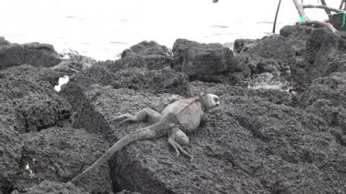 Kayalar ve kayalıklarla Santa Cruz adasında kıyılarının Galapagos Iguana.