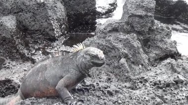 Kayalar ve kayalıklarla Santa Cruz adasında kıyılarının Galapagos Iguana.