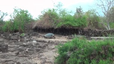 Kayalar ve Santa Cruz adasında yeşil çim üzerinde dev Galapagos kaplumbağası.