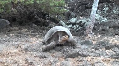 Kayalar ve Santa Cruz adasında yeşil çim üzerinde dev Galapagos kaplumbağası.