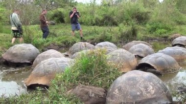 Dev Galapagos kaplumbağaları çamurlu suya yakın kişi.