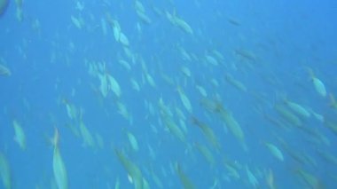 Okul balık suyun altında derin deniz Galapagos Adaları içinde geçirilmesi.
