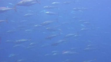 Okul balık suyun altında derin deniz Galapagos Adaları içinde geçirilmesi.
