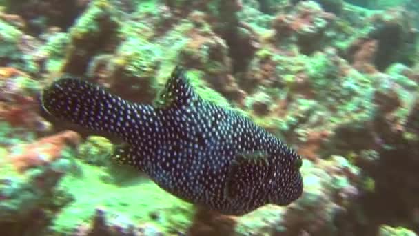 Hermoso boxfish sobre fondo paisaje submarino de las Islas Galápagos . — Vídeos de Stock