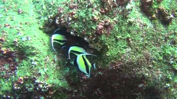 Krásná ryba na pozadí pod vodou zelenou krajinu v moři Galapágy. — Stock video