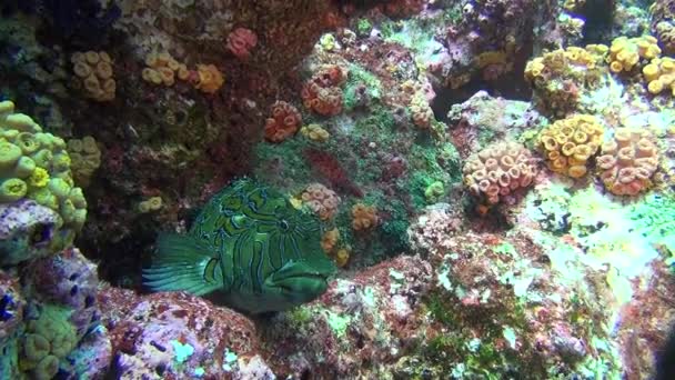 Beautiful green fish on background underwater landscape in sea of Galapagos. — Stock Video