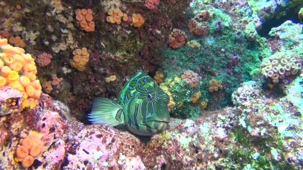 schöne grüne Fische auf Hintergrund Unterwasserlandschaft im Meer von Galapagos.