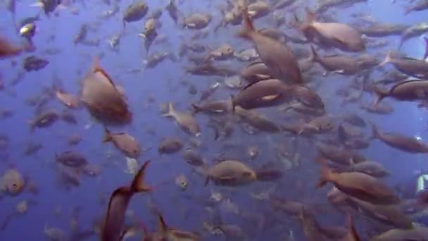 Taucher im Hintergrund der Fischschwärme unter Wasser im Meer der Galapagos-Inseln.