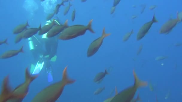 Dykare på bakgrund av fiskstim under vattnet i havet av Galapagosöarna. — Stockvideo
