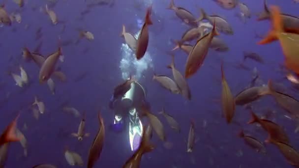 Дайвер на фоне стаи рыб под водой в море Галапагосских островов . — стоковое видео