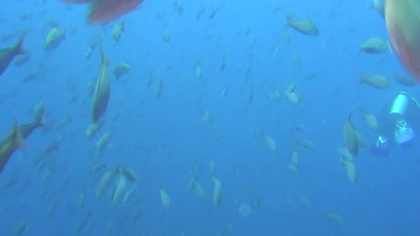 Dykare på bakgrund av fiskstim under vattnet i havet av Galapagosöarna. — Stockvideo