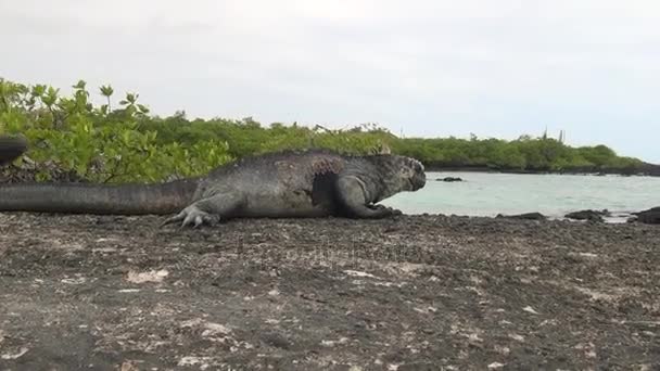 Kayalar ve kayalıklarla Santa Cruz adasında kıyılarının Galapagos Iguana. — Stok video