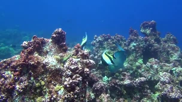 Vissen op achtergrond onderwater landschap in de diepe zee van Galapagos eilanden. — Stockvideo