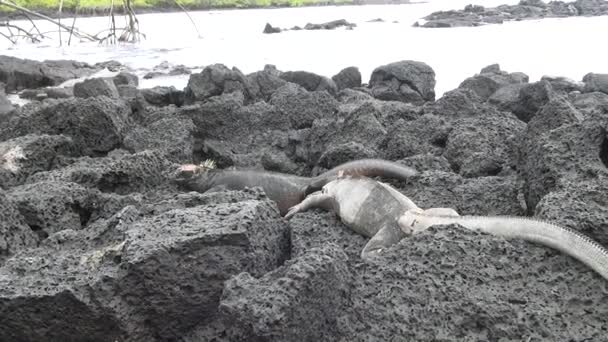 Galapagos iguana on rocks and cliffs of coast on Santa Cruz Island. — Stock Video