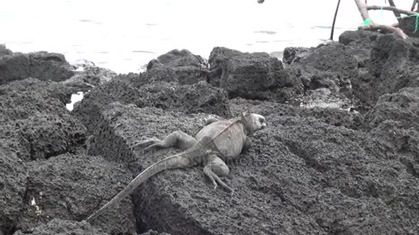 Iguana Galapagos na skały i skały coast na wyspie Santa Cruz Island. — Wideo stockowe