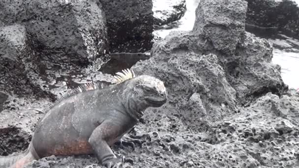 Galapagos iguana on rocks and cliffs of coast on Santa Cruz Island. — Stock Video