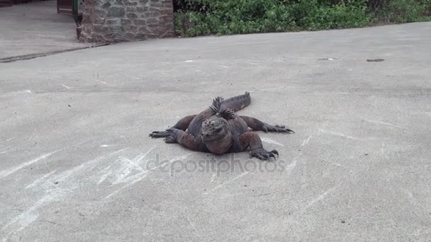 Galapagos iguana on Santa Cruz Island. — Stock Video