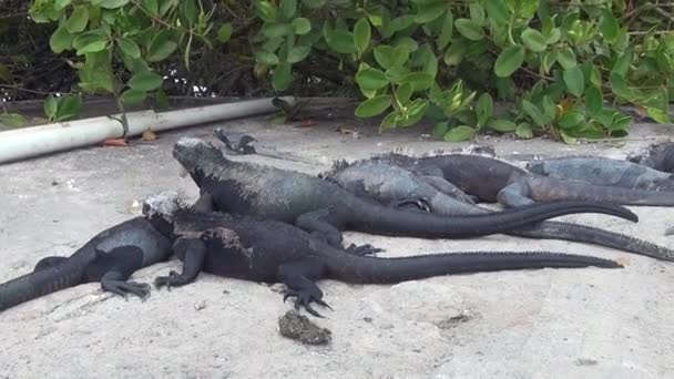 Galapagos iguana Santa Cruz adasında. — Stok video