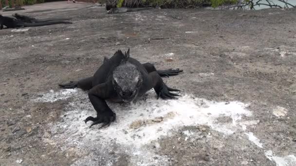 Galapagos leguán na ostrově Santa Cruz. — Stock video