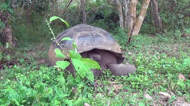 Gigantiska Galapagos sköldpaddan i grönt gräs på ön Santa Cruz. — Stockvideo