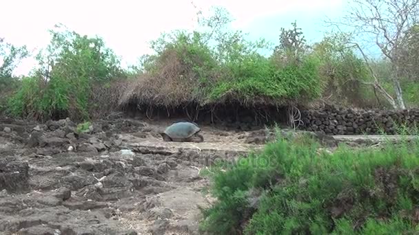 Гігантська черепаха Галапагоських на скелях і зеленій траві на острові Санта-Крус. — стокове відео