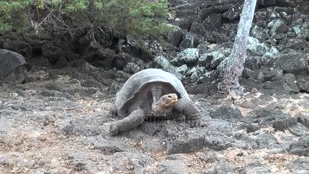 Riesen-Galapagos-Schildkröte auf den Felsen und grünem Gras auf Santa Cruz Island. — Stockvideo