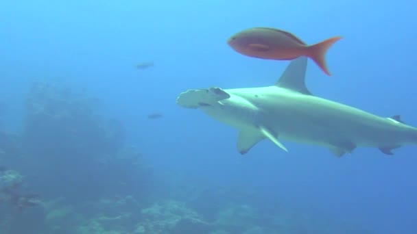 Great hammerhead shark on background underwater landscape in sea of Galapagos. — Stock Video