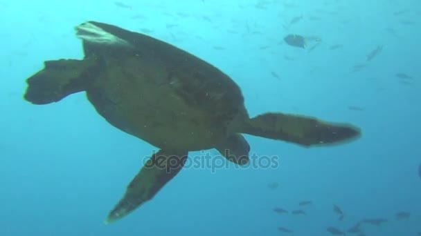 Grön havssköldpadda under vattnet på bakgrunden koraller i Galapagosöarna. — Stockvideo