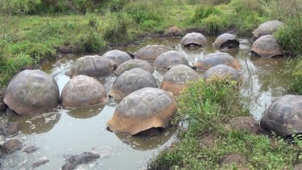 Groep van reusachtige Galapagos schildpadden in modderig water en gras op het Santa Cruz eiland. — Stockvideo