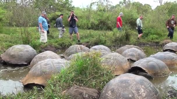 Άτομα κοντά σε γιγαντιαίες χελώνες Γκαλαπάγκος στο λασπωμένο νερό. — Αρχείο Βίντεο