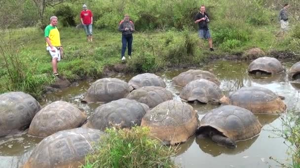 Turisté u obří Galapágy želvy v kalné vodě. — Stock video